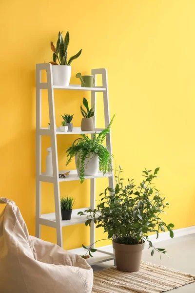 Shelving Unit Houseplants Bean Bag Chair Yellow Wall — Stock Photo, Image