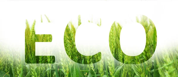 Collage Green Wheat Field Word Eco — Φωτογραφία Αρχείου