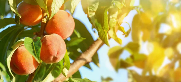 Branch Ripe Peaches Garden Summer Day — стоковое фото