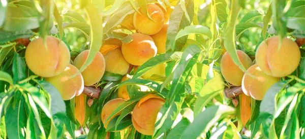 Branches Ripe Peaches Garden Summer Day — Stock Photo, Image