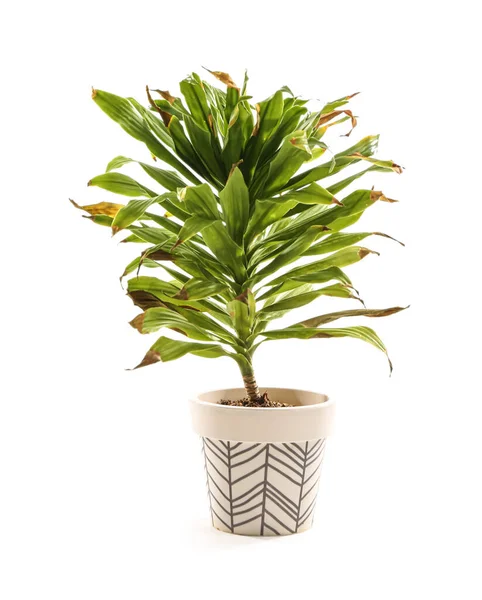 Wilted Houseplant White Background — Foto Stock