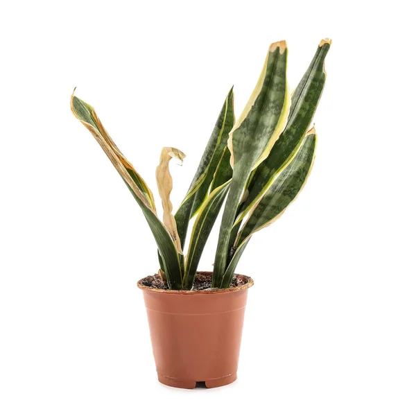 Wilted Snake Plant White Background — Foto Stock