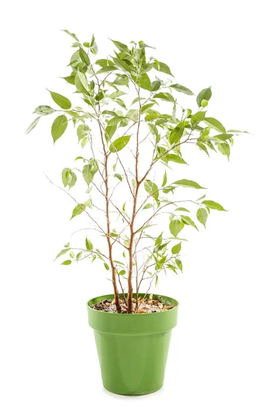 Wilted Ficus Boom Witte Achtergrond — Stockfoto