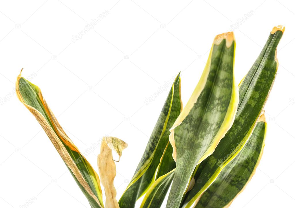 Wilted snake plant on white background, closeup