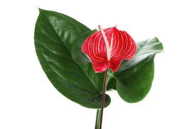 Güzel anthurium çiçeği ve beyaz arka planda tropikal yapraklar