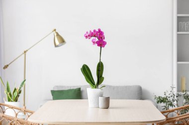 Beautiful orchid flower on table in light living room
