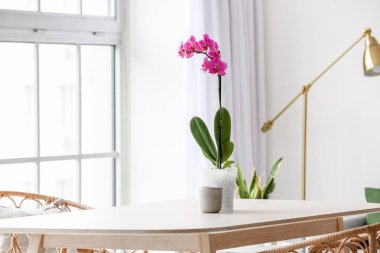Beautiful orchid flower on table in light room