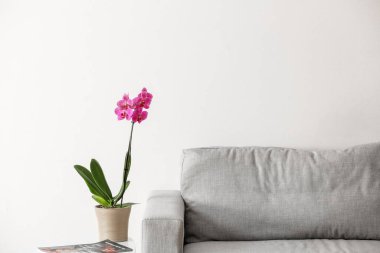 Comfortable sofa and beautiful orchid flower near white wall