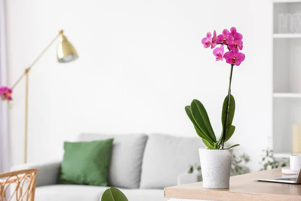 Beautiful Orchid Flower Table Light Living Room — Foto de Stock