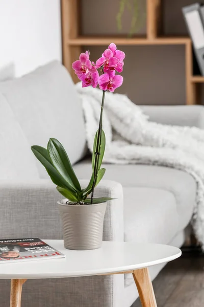 Beautiful Orchid Flower Magazine Table Sofa Living Room — Φωτογραφία Αρχείου