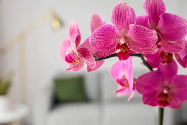 Closeup View Orchid Flower — Stock Photo, Image