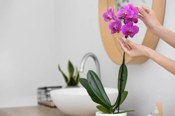 Female Hands Orchid Flower Light Background — Stockfoto