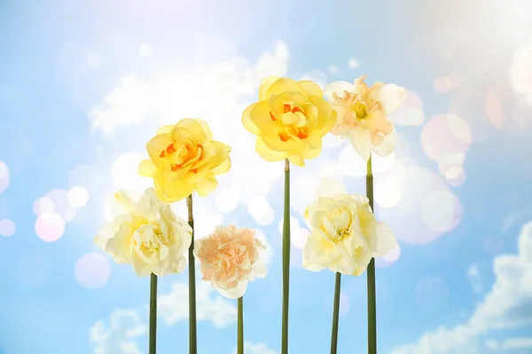 Beautiful Narcissus Flowers Blue Sky —  Fotos de Stock