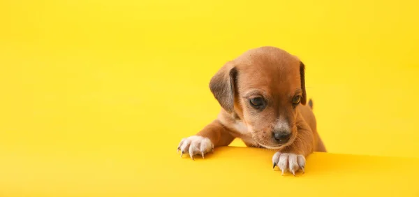 Cute Puppy Yellow Background Space Text — Stock Photo, Image