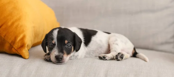 Cute Puppy Resting Sofa — Fotografia de Stock