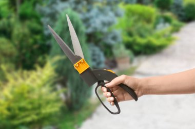 Gardener with pruner in green park