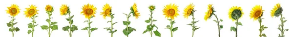 Set Beautiful Sunflowers Isolated White — ストック写真