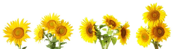 Set Beautiful Sunflowers Isolated White — 图库照片