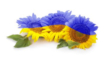 Beautiful sunflowers painted in colors of Ukrainian flag on white background