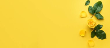 Composition with beautiful rose on yellow background with space for text