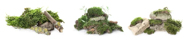 Green Moss Tree Branch Rocks Isolated White — Φωτογραφία Αρχείου