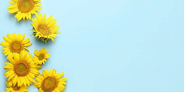 Beautiful Sunflowers Blue Background Space Text — Stock Photo, Image