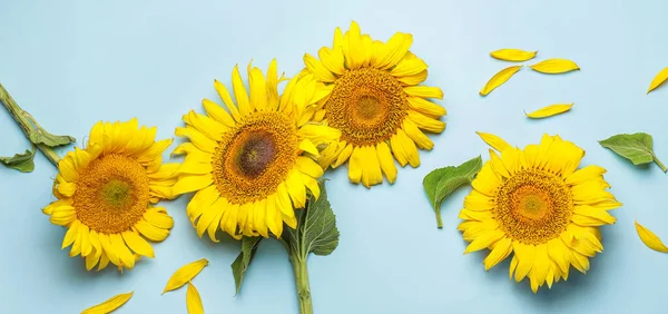 Beautiful Fresh Sunflowers Blue Background — Fotografia de Stock