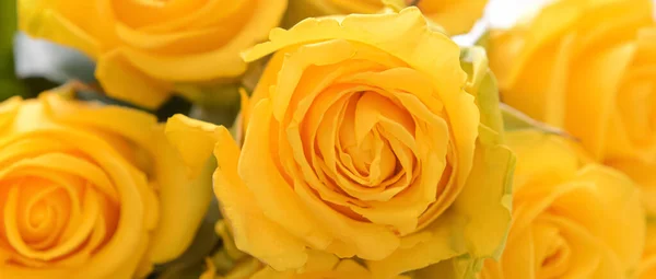 Beautiful Yellow Roses Closeup View — Stockfoto