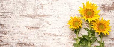 Beautiful sunflowers on wooden background with space for text