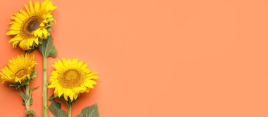 Beautiful sunflowers on color background with space for text