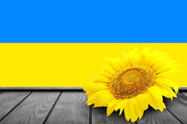 Beautiful sunflower on wooden table against flag of Ukraine