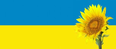 Beautiful sunflower against flag of Ukraine. Banner for design