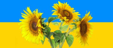 Beautiful sunflowers against flag of Ukraine