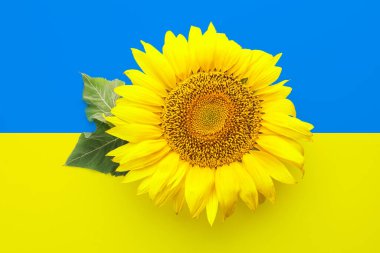 Beautiful sunflower against flag of Ukraine