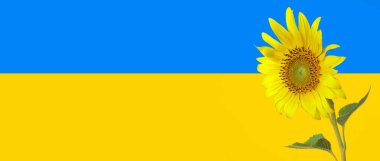 Beautiful sunflower against flag of Ukraine. Banner for design