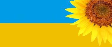 Beautiful sunflower against flag of Ukraine. Banner for design