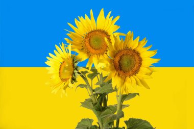 Beautiful sunflowers against flag of Ukraine