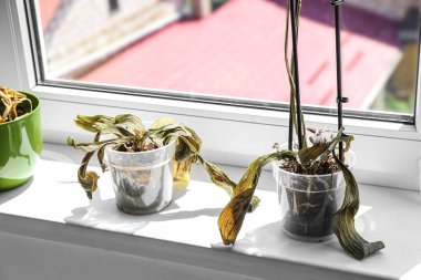 Wilted houseplants on windowsill in room