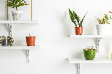 Shelves with wilted houseplants and frame on light wall