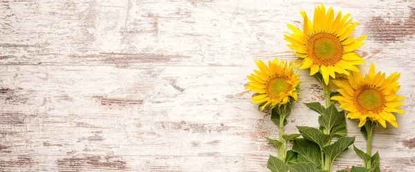 Beautiful Sunflowers Wooden Background Space Text — Stockfoto