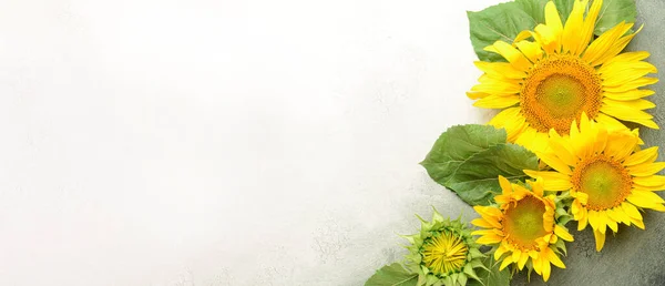 Beautiful Sunflowers Light Background Space Text — Fotografia de Stock