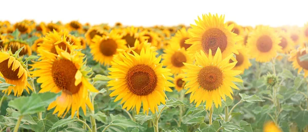 Banner Beautiful Sunflower Field Summer Day — Fotografia de Stock