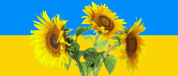 Beautiful Sunflowers Flag Ukraine — Fotografia de Stock