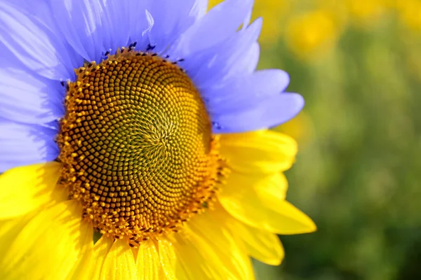 Beautiful Blooming Sunflower Colors Ukrainian Flag Field Closeup View — Stock fotografie