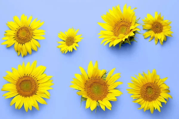 Beautiful Sunflowers Blue Background Top View — Fotografia de Stock