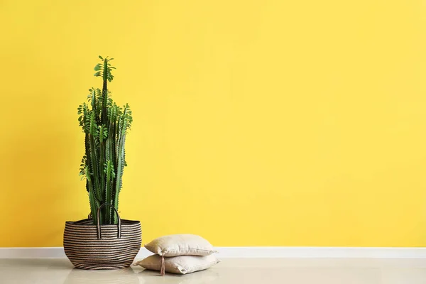 Big Cactus Pillows Yellow Wall — Photo