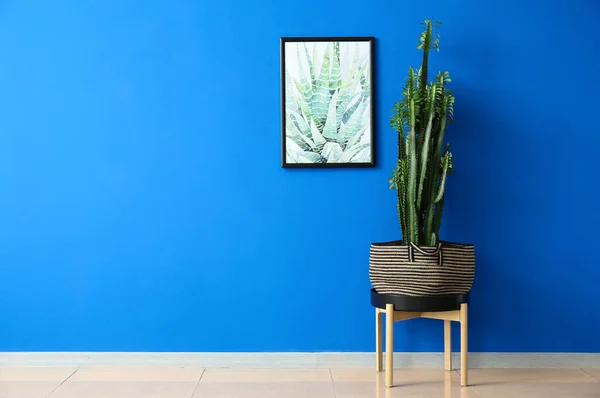 Table Big Cactus Bag Picture Blue Wall — Photo