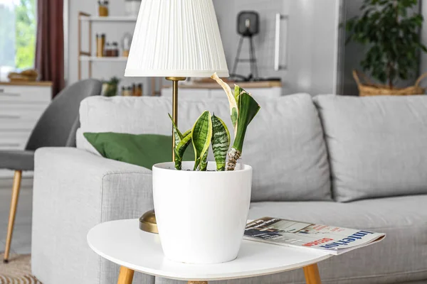 Wilted Houseplant Lamp Magazine Table Living Room — Stockfoto