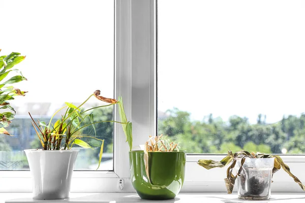 Wilted Houseplants Windowsill Room — стоковое фото