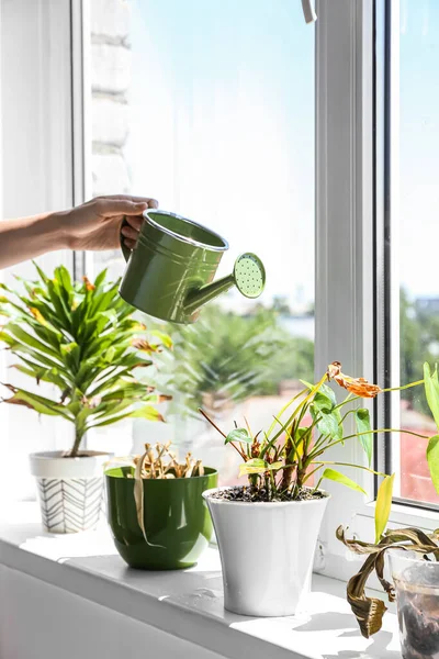 Woman Watering Wilted Houseplants Windowsill Home — Stock Photo, Image